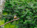 Coal Tit -Sikorka Sosnówka